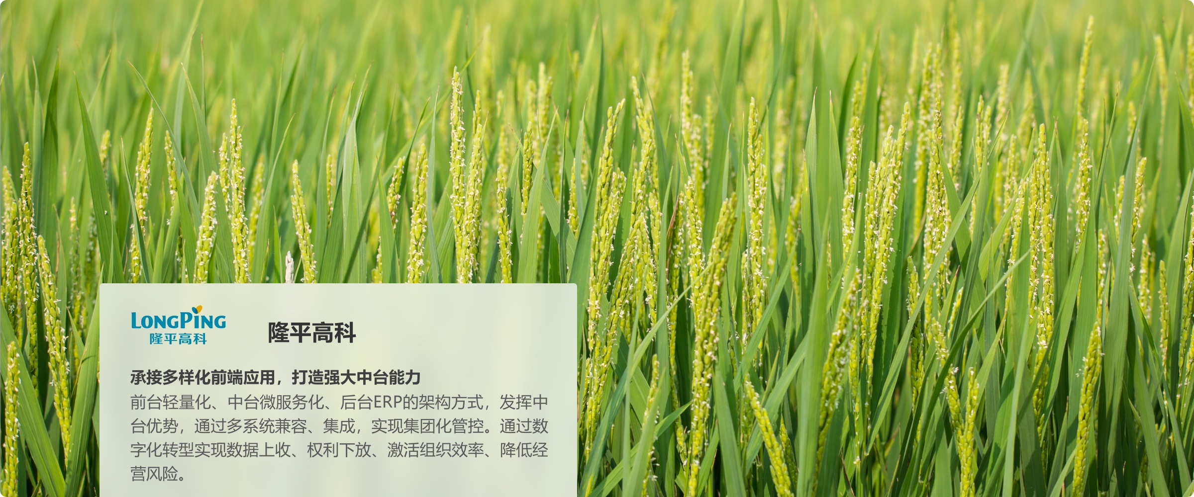 隆平高科